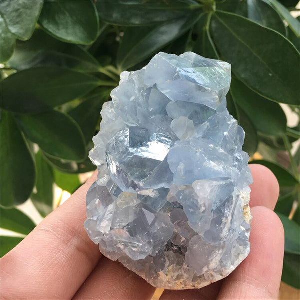 Blue Celestite Crystal Cluster-ToShay.org