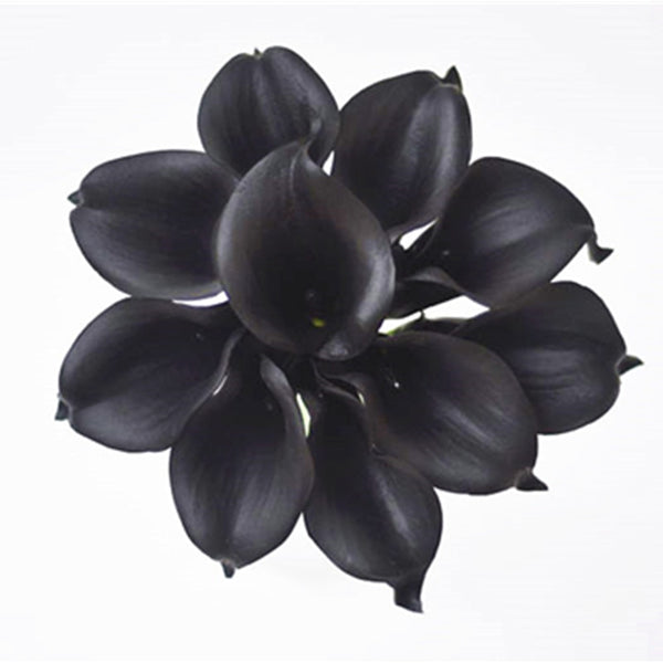 Black Calla Lilies-ToShay.org