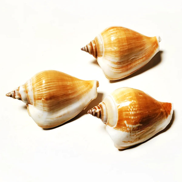 Conch Sea Shells-ToShay.org