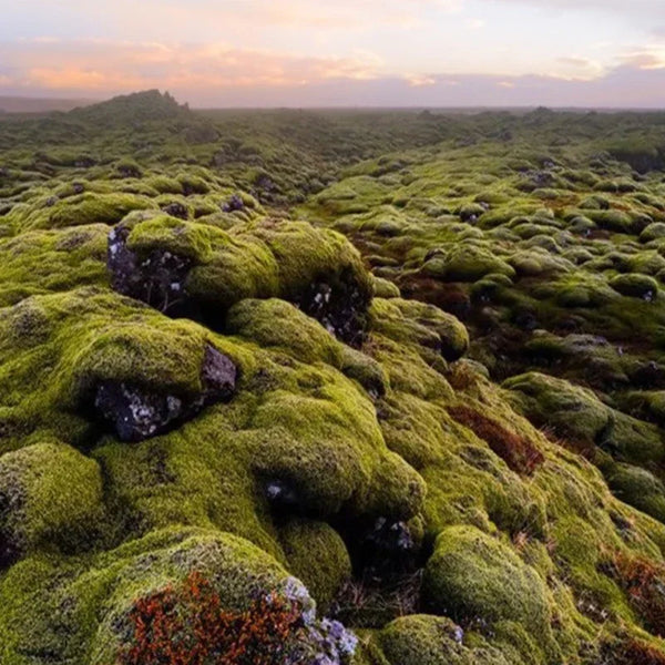 Moss Garden Rug-ToShay.org