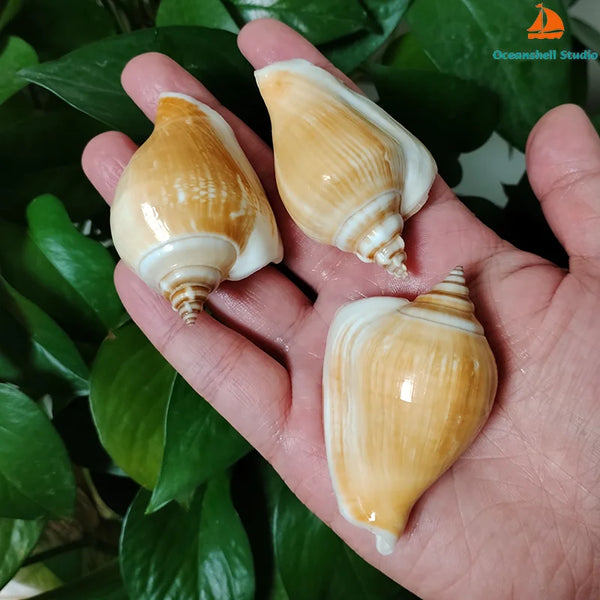 Conch Sea Shells-ToShay.org