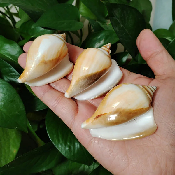 Conch Sea Shells-ToShay.org