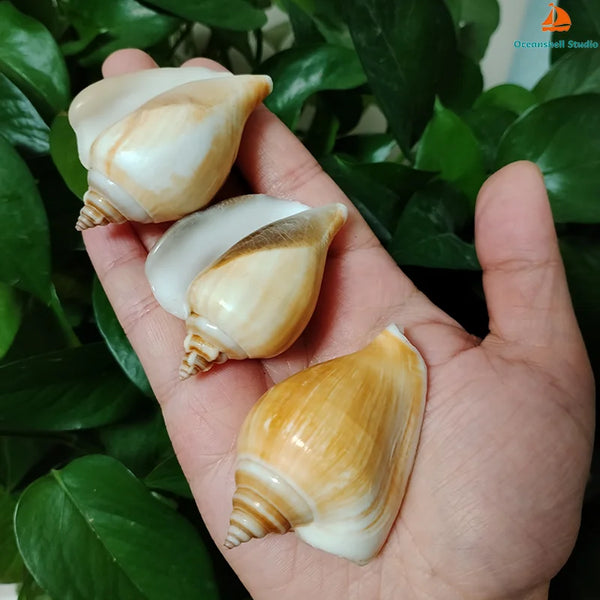 Conch Sea Shells-ToShay.org