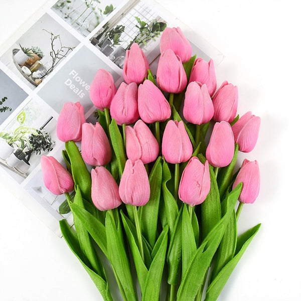 Tulip Flowers-ToShay.org