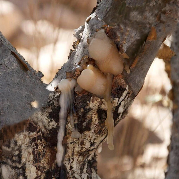 Green Frankincense-ToShay.org