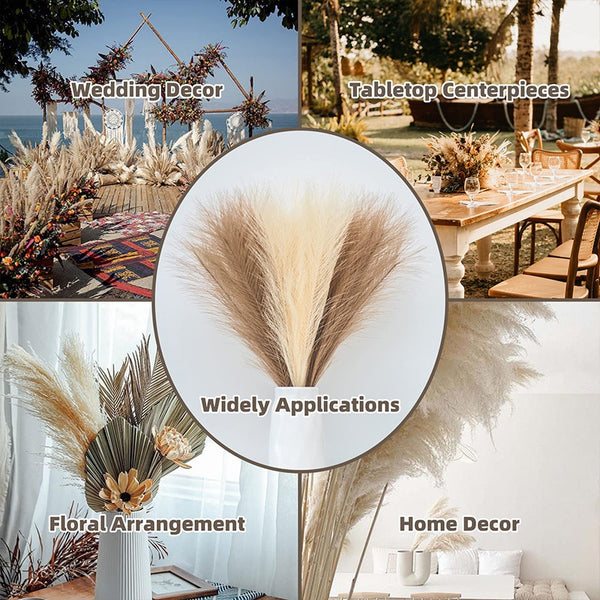 Pampas Grass-ToShay.org