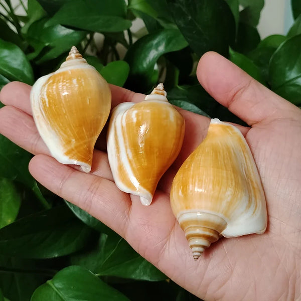 Conch Sea Shells-ToShay.org