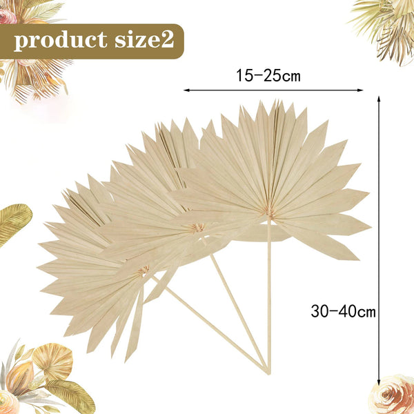 Palm Fans-ToShay.org