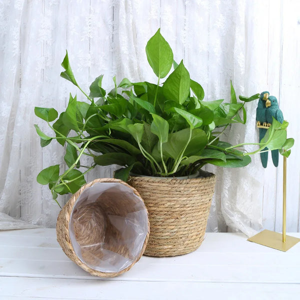 Straw Pot Plant Basket-ToShay.org