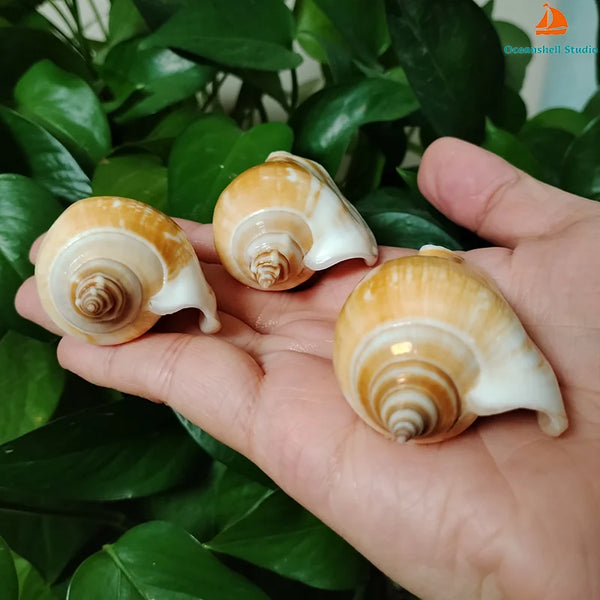 Conch Sea Shells-ToShay.org