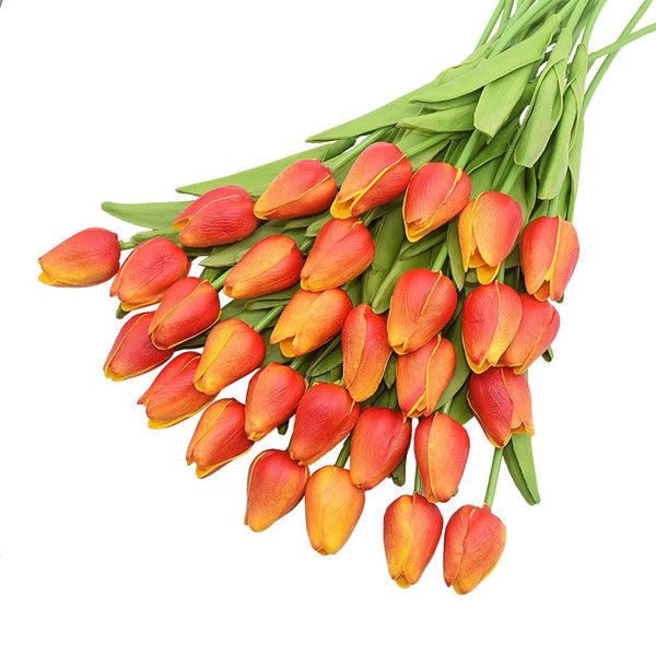 Tulip Flowers-ToShay.org