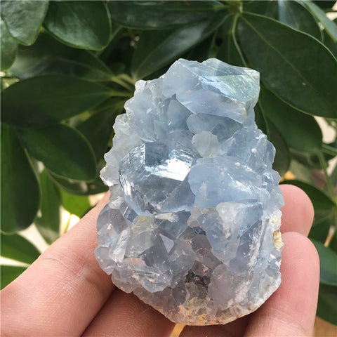 Blue Celestite Crystal Cluster-ToShay.org